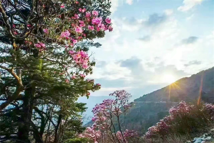 神农架杜鹃花