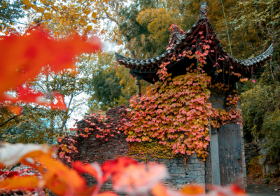 秋光正盛，红叶如诗 | 三峡人家赏红叶全攻略来啦！船进车进怎么选？优惠人群一文说清