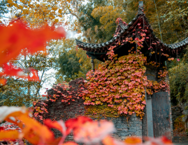 秋光正盛，红叶如诗 | 三峡人家赏红叶全攻略来啦！船进车进怎么选？优惠人群一文说清