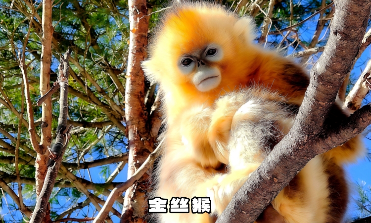 神农架金丝猴我游宜昌